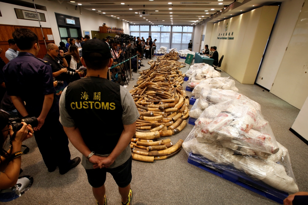 Ivory tusks seized by Hong Kong Customs are displayed at a news conference in Hong Kong, China July 6, 2017.   REUTERS/Bobby Yip