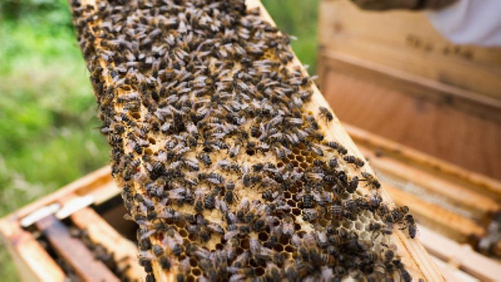 السماح لسكان الاتحاد الأوروبي بحماية النحل 314386