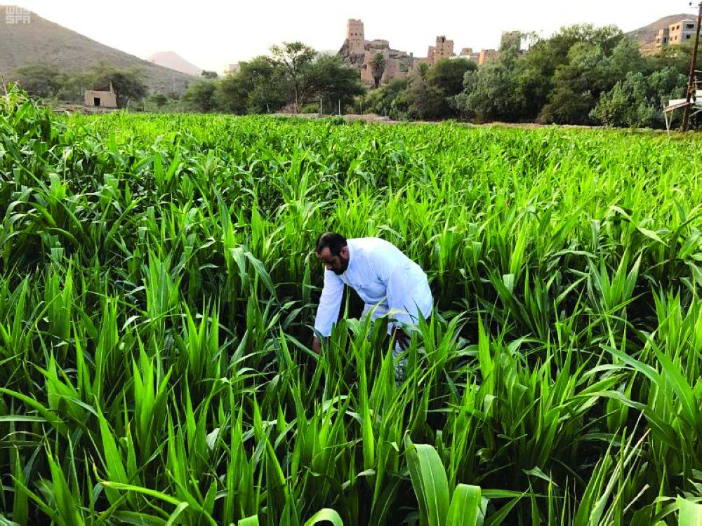البيئة تحتفي بالتنمية الريفية جريدة الوطن السعودية