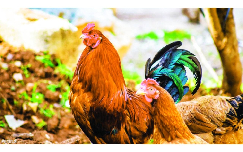 Image:السجن لرجل أخاف 1100 دجاجة