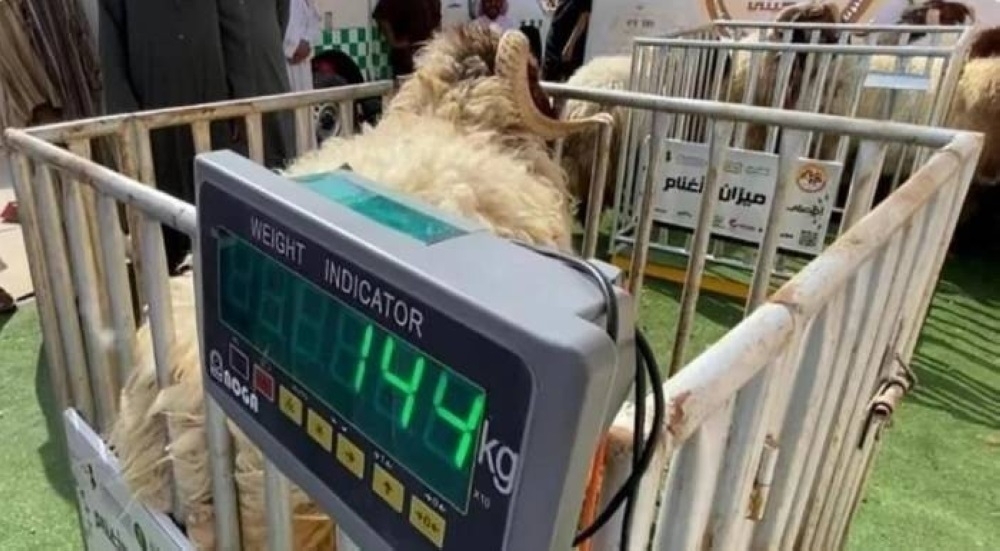 المقاييس تشترط لوحات التعريف والصيانة لموازين الماشية