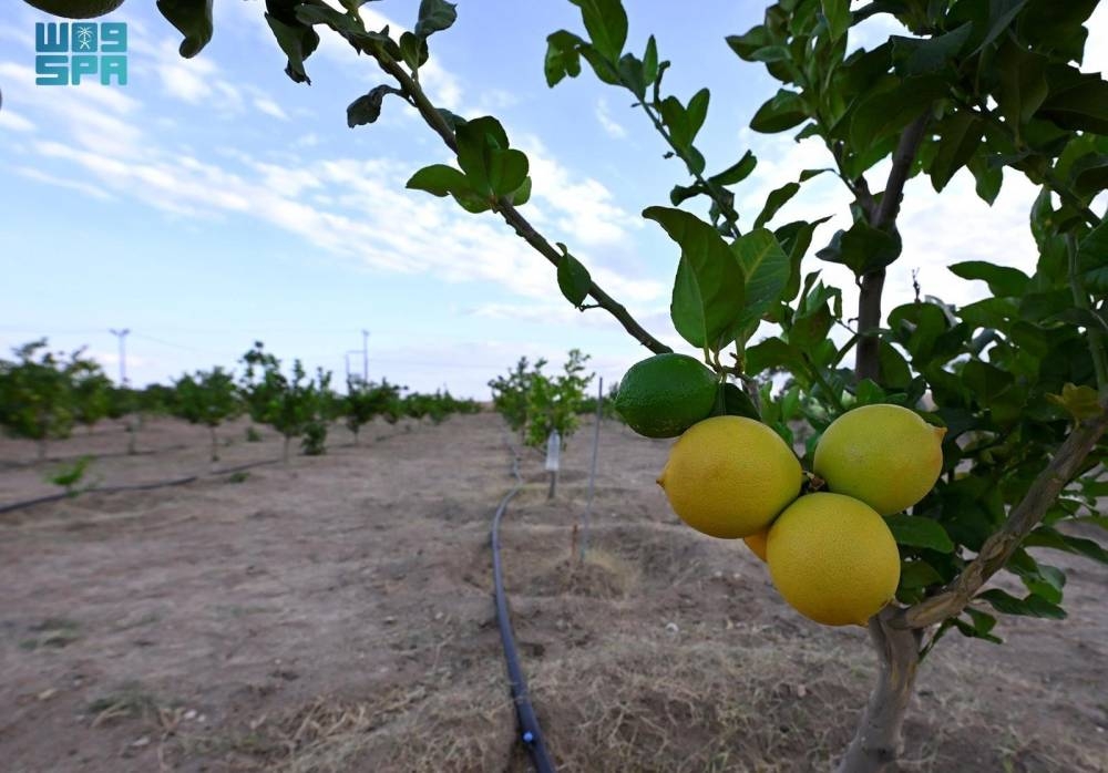 7 قرارات أسهمت في تنظيم نشاط الزراعة العضوية