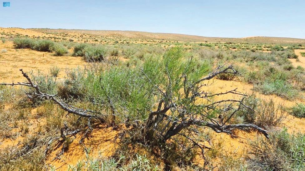 61 نوعا من النباتات المحلية في بيئات الشرقية 