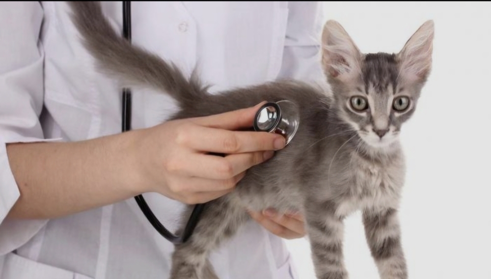 أسعار تطعيم القطط مبالغة وفوضى بلا تنظيم 