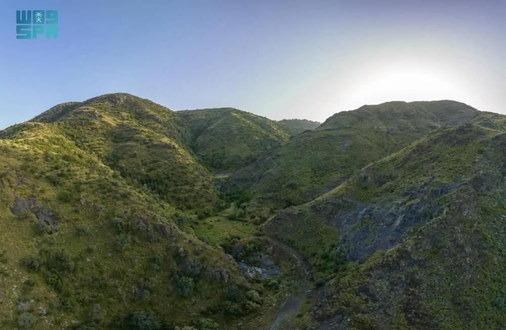 489 غابة بـ 5 مناطق ثلثها بمكة 