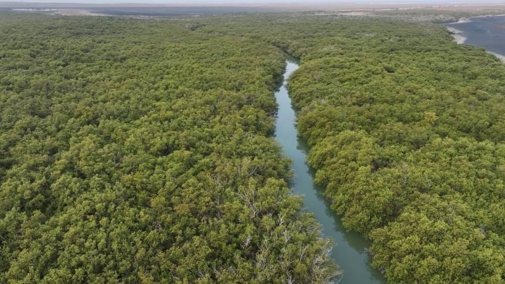 عَثَر بوابة التاريخ النابضة على سواحل جازان 