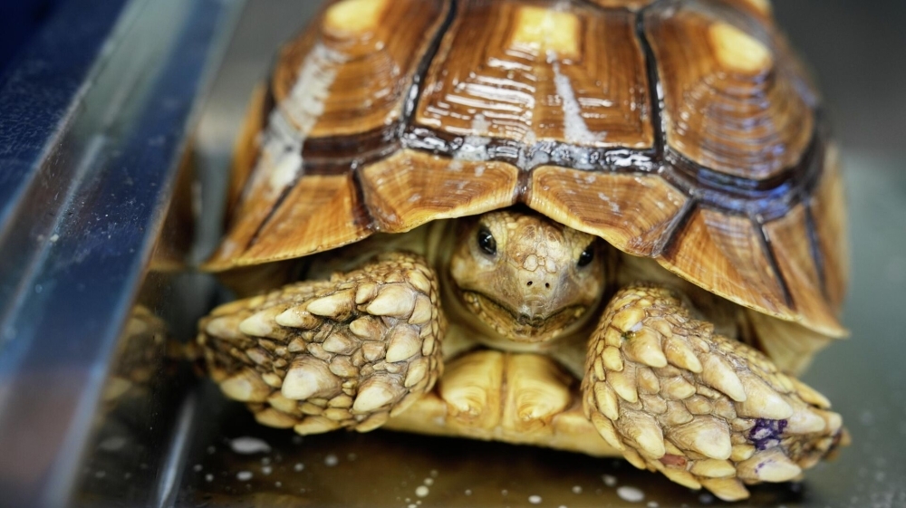 اكتشاف سلحفاة عملاقة نادرة 