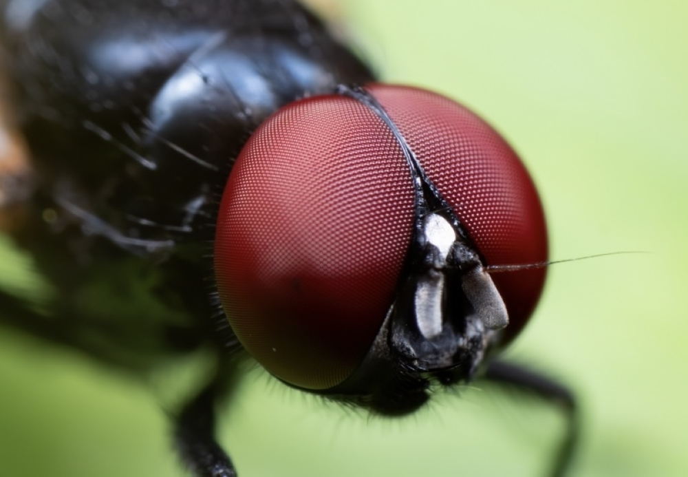 ذباب لاسع يغزو كاليفورنيا 