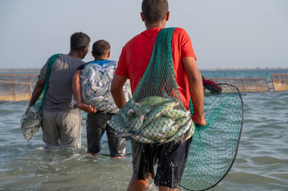 فرسان تتزيّن بالأرجواني.. كرات الحريد الحية تحول البحر إلى لوحة ساحرة 