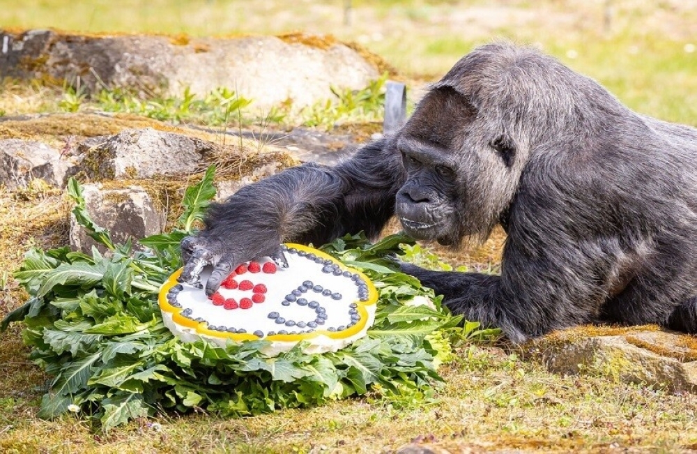 غوريلا تحتفل بعيد ميلادها الـ69 