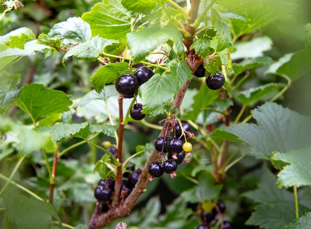 العنب الأسود يعزز المناعة 