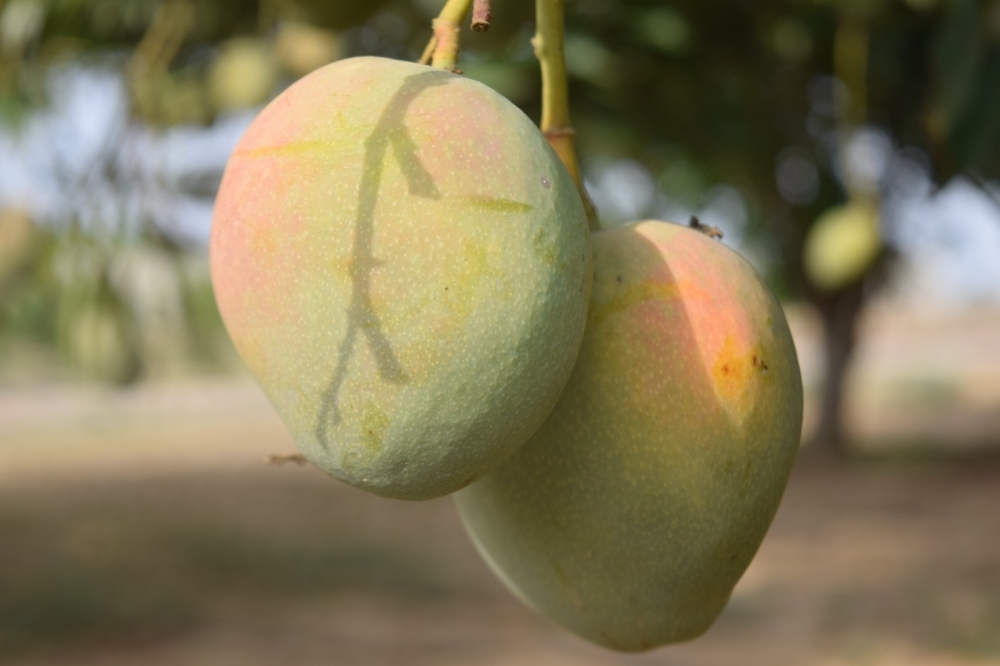 20 ألف مزرعة في جازان تطرح فواكهها الاستوائية 