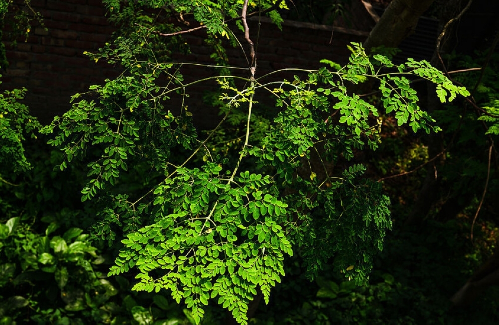 المورينجا تنقذ تلوث المياه 