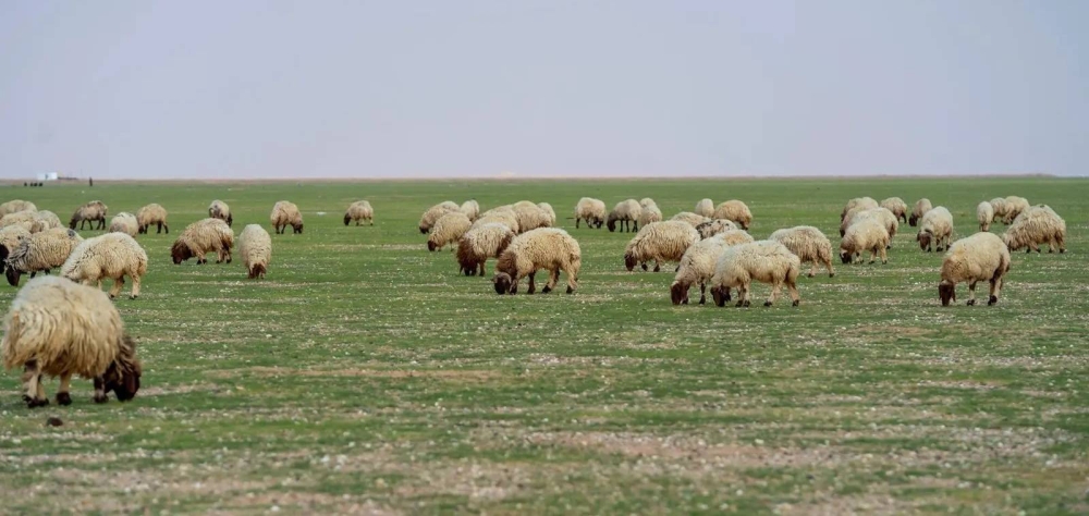 إتاحة الرعي بـ 84 موقعا 