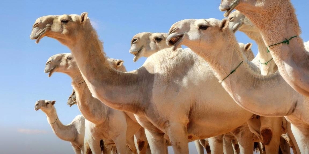 صورة الخبر