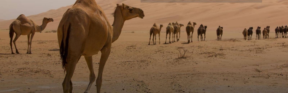 صورة الخبر