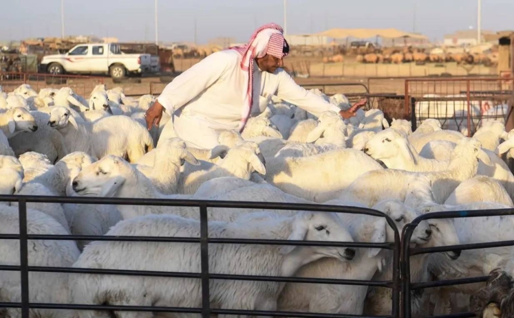 صورة الخبر