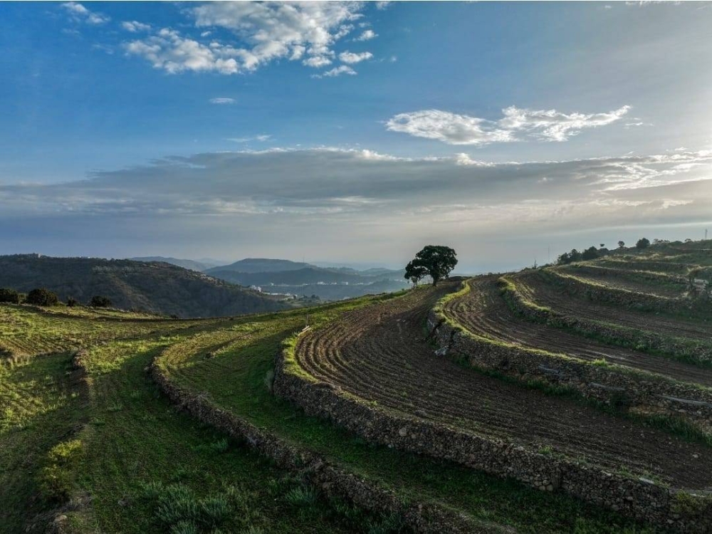 صورة الخبر